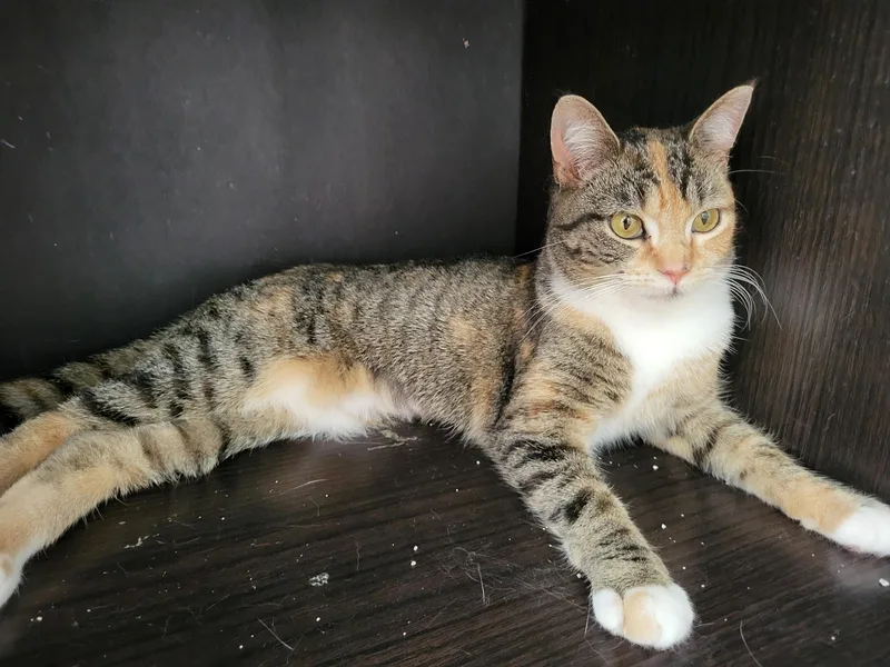 A young medium-sized female Tabby (Brown / Chocolate) Domestic Short Hair cat named Sprinkles for adoption in Allentown, PA