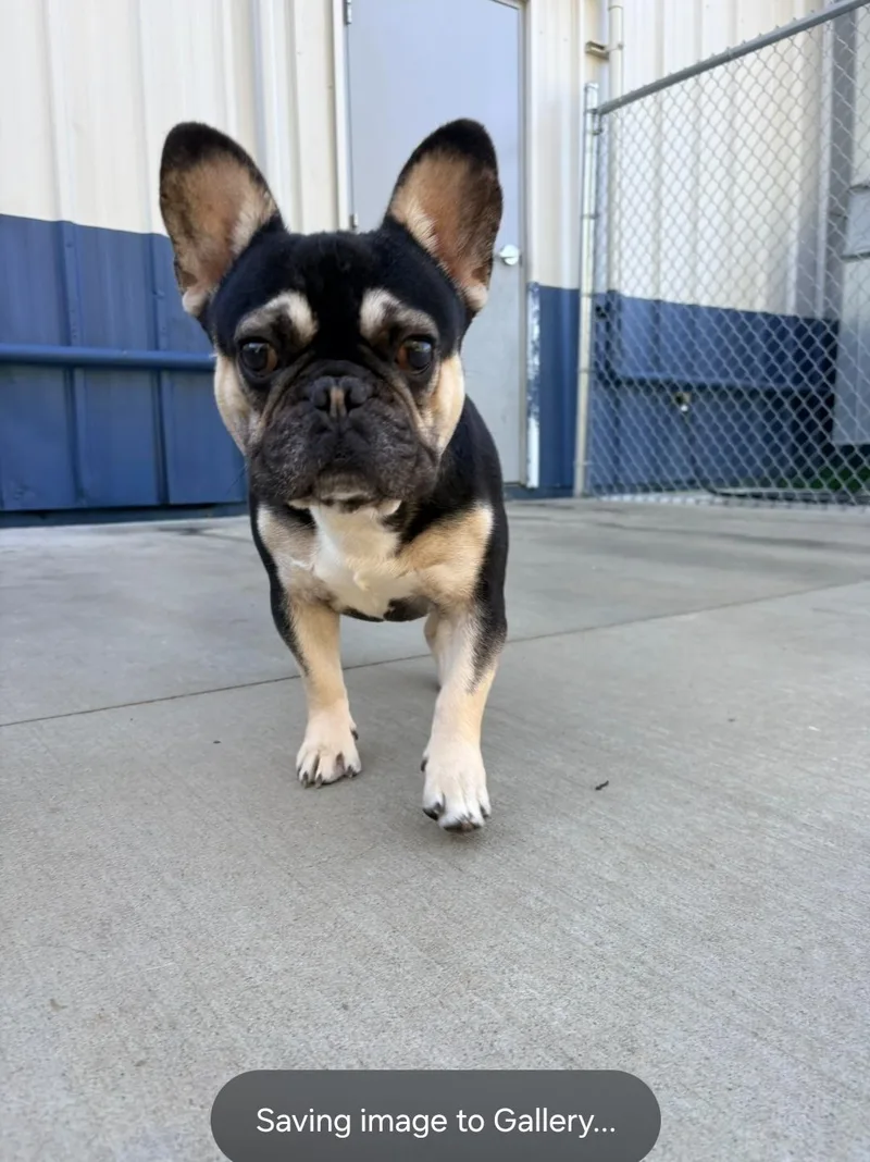 An adult small-sized male Black French Bulldog dog named Braxton for adoption in Kalamazoo, MI