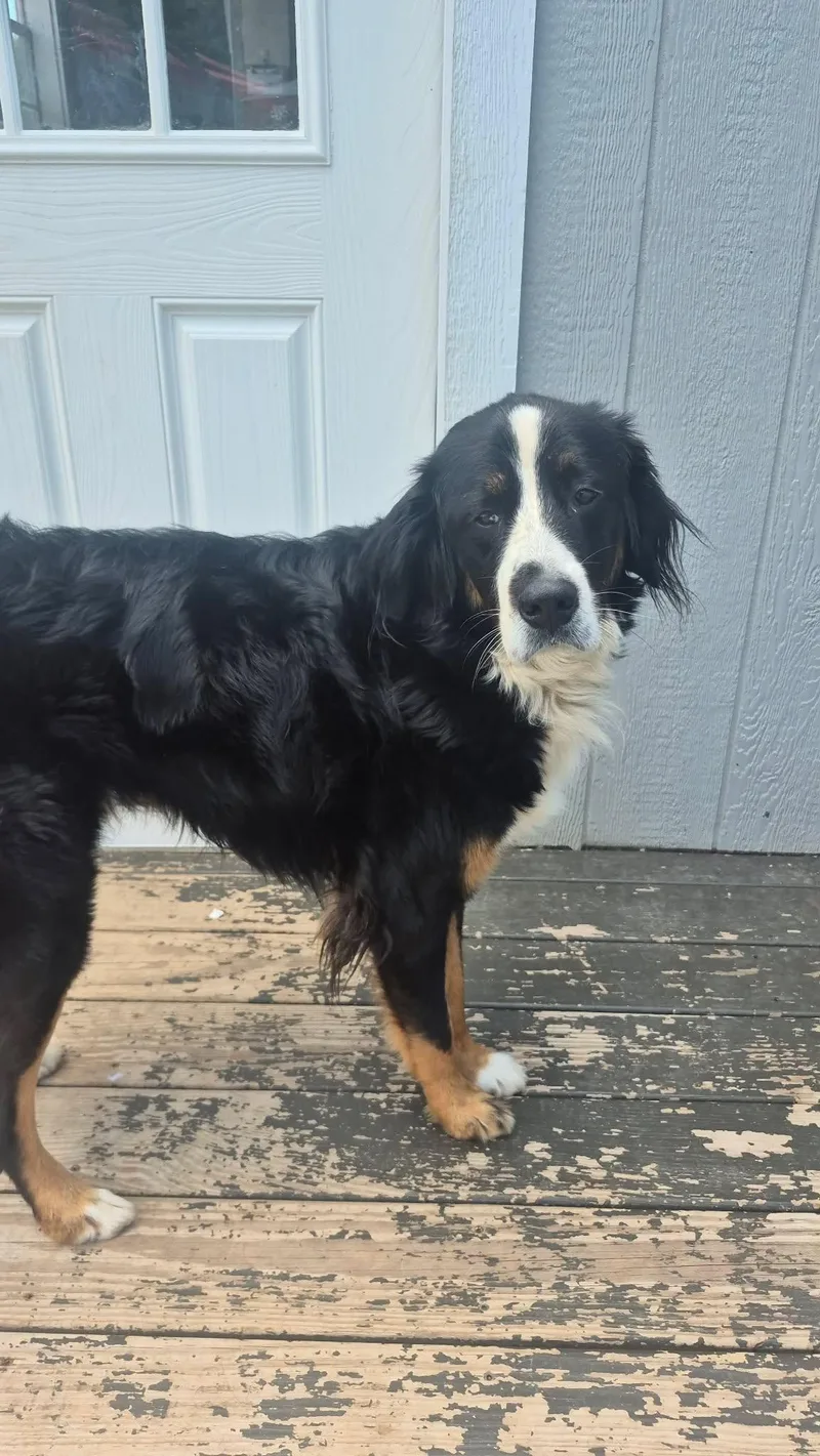 A young large-sized male Tricolor (Brown, Black, & White) Bernese Mountain Dog dog named Moose for adoption in Richmond, KY