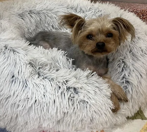 A young small-sized male Yorkshire Terrier dog named Peanut for adoption in Stratham, NH