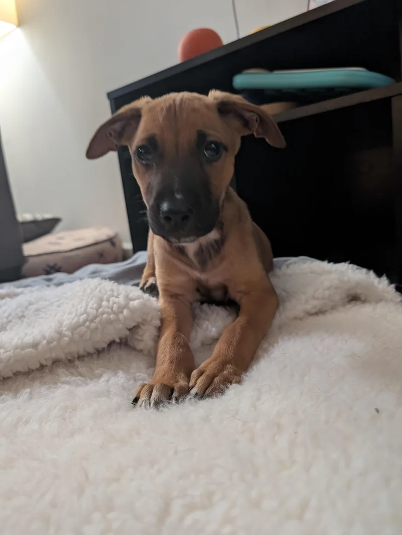 A baby medium-sized male Brown / Chocolate Hound dog named Milo for adoption in Plain City, OH