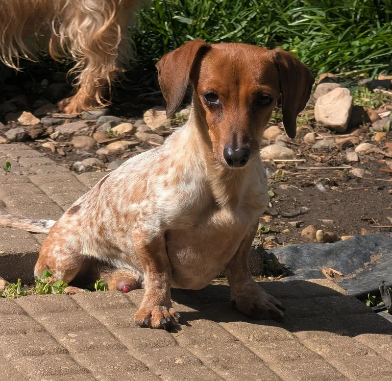 An adult small-sized male Dachshund dog named Splash for adoption in Sioux Falls, SD