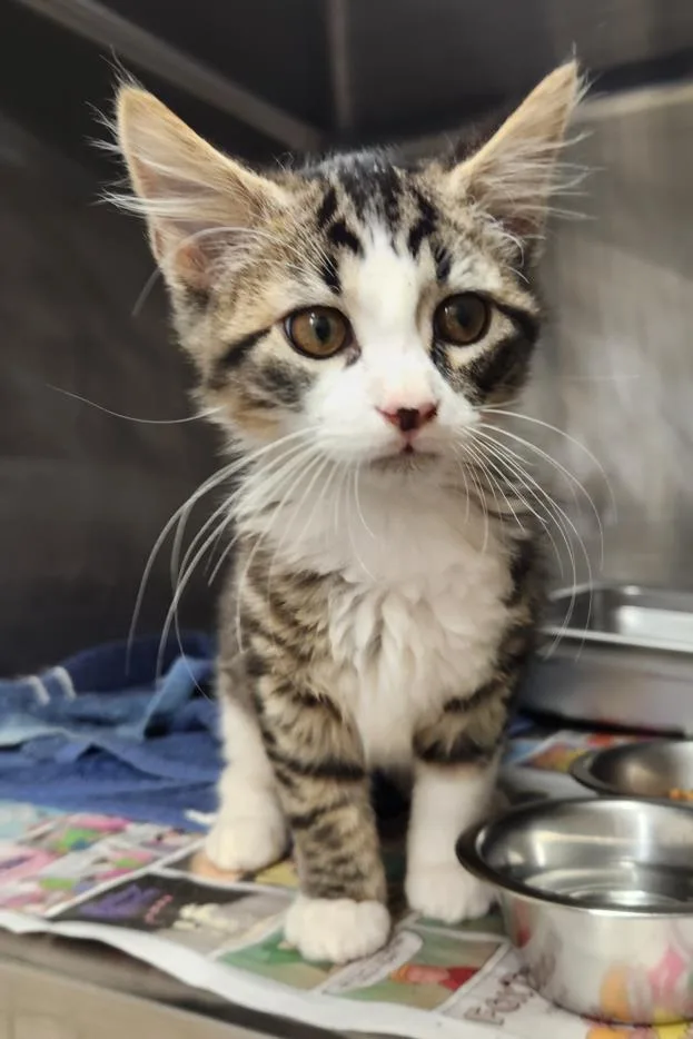 A baby small-sized male Domestic Medium Hair cat named Bruno for adoption in Hagerstown, MD