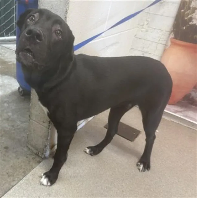 A young medium-sized male Labrador Retriever dog named Maven for adoption in San Bernardino, CA