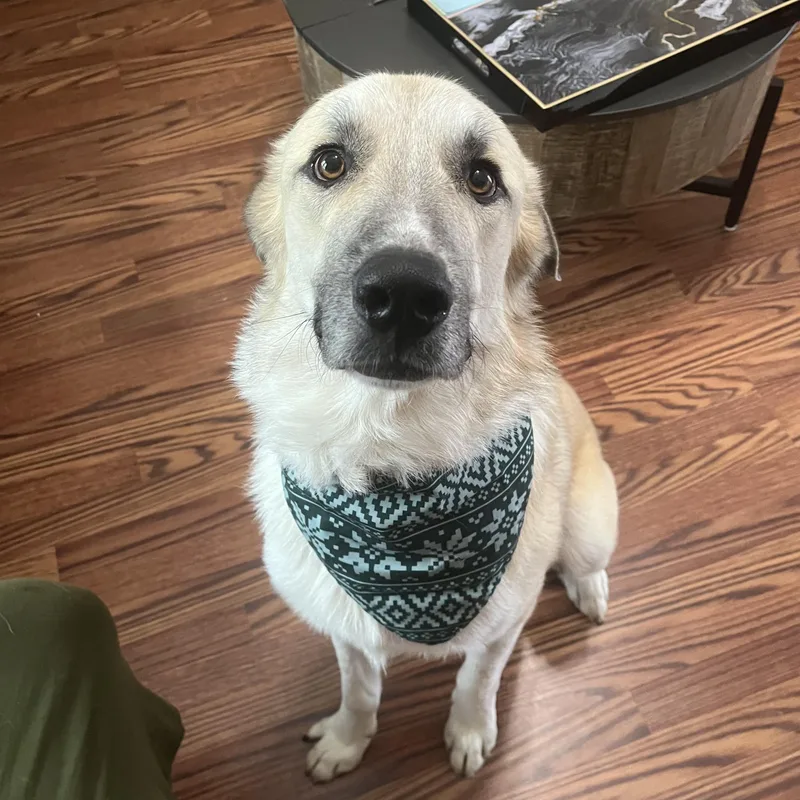 An adult large-sized male White / Cream Anatolian Shepherd dog named Lucas for adoption in Columbia, SC