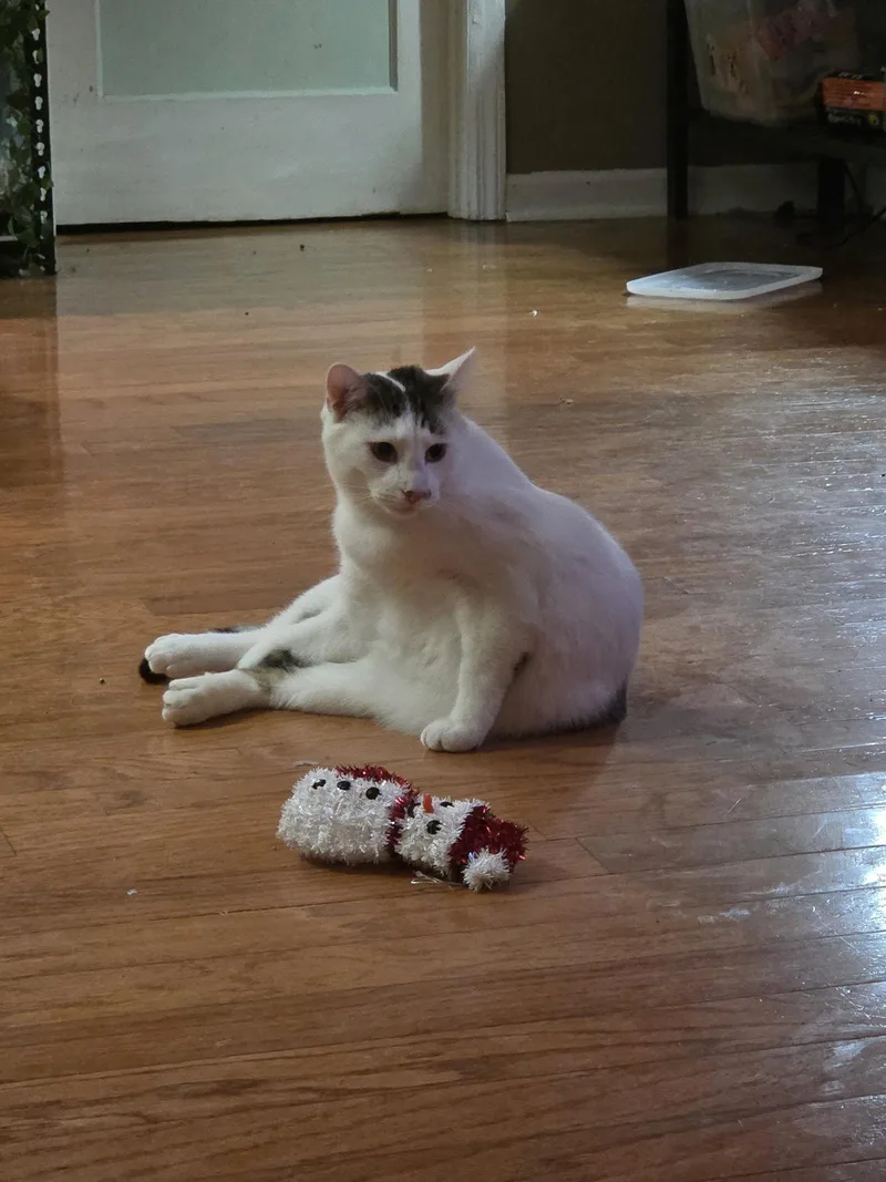 A young large-sized male Gray & White Domestic Short Hair cat named Biscotti for adoption in St. Ann, MO
