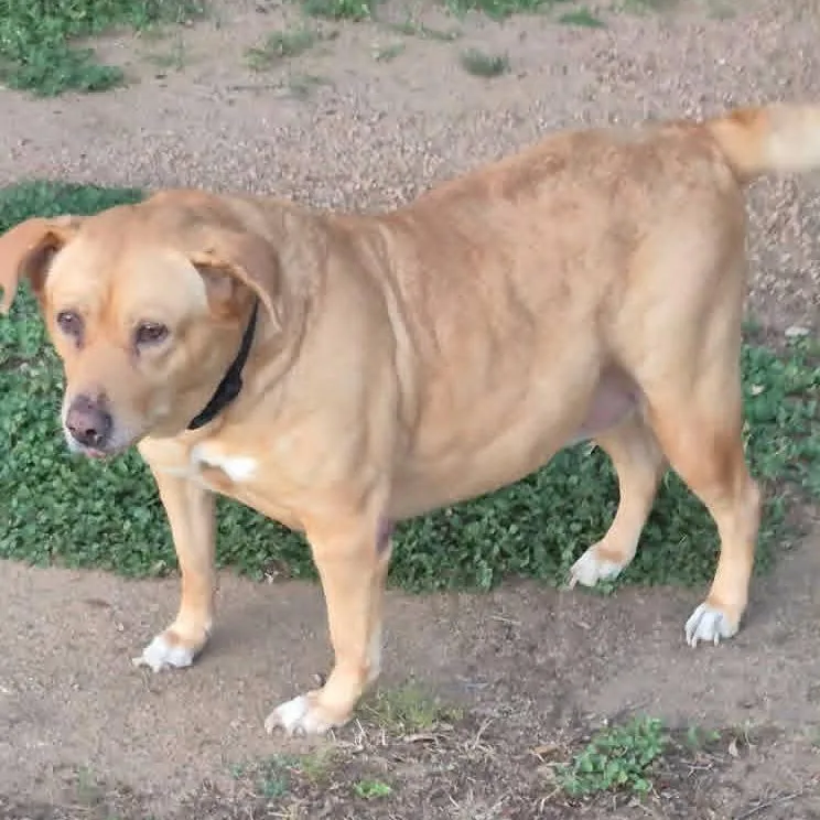 A senior large-sized female Yellow / Tan / Blond / Fawn Labrador Retriever dog named Dixie for adoption in Fredericksburg, TX