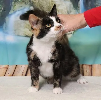 Chocolate Chip thumbnail 3