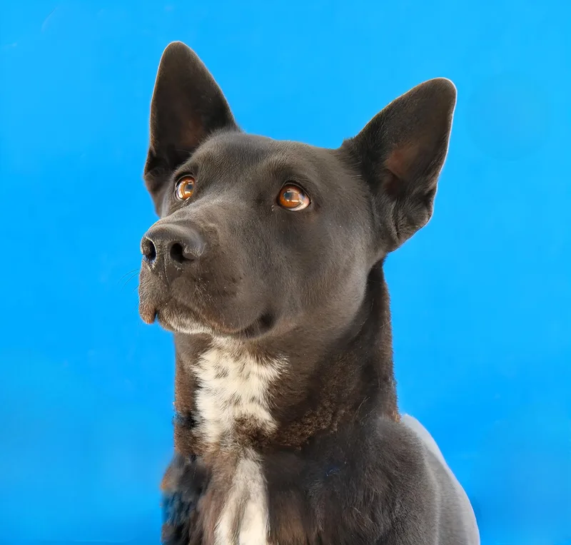 An adult medium-sized female Australian Cattle Dog / Blue Heeler dog named Orea for adoption in Pasadena, CA