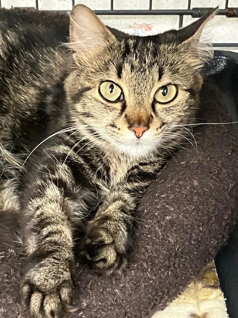 A young medium-sized female Domestic Short Hair cat named Freya for adoption in Lunenburg, MA