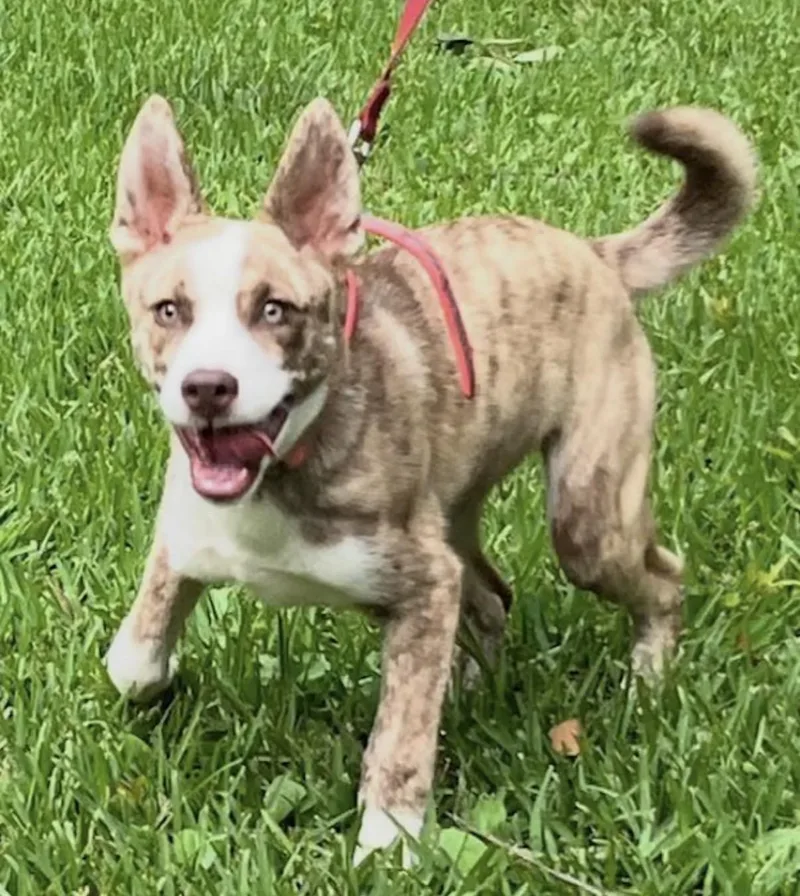 A baby medium-sized female Brindle Husky dog named Bailey for adoption in Watertown, CT