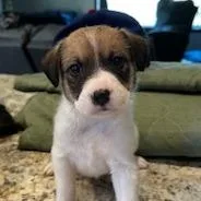 A baby small-sized male White / Cream Mixed Breed dog named Galloway for adoption in Grinnell, IA