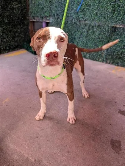 A baby medium-sized female Pit Bull Terrier dog named Donut for adoption in El Paso, TX