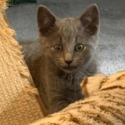 A baby small-sized male Domestic Short Hair cat named Falcon for adoption in Voorhees, NJ