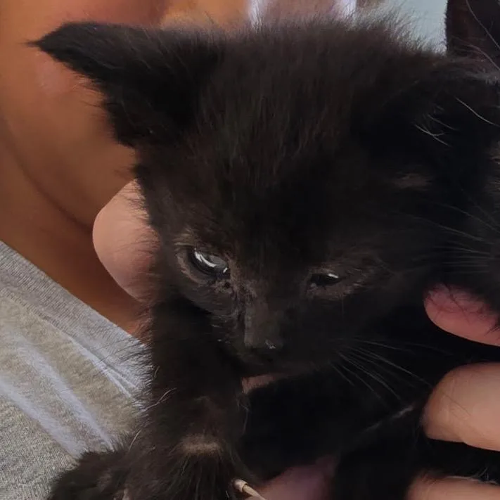 A baby small-sized male Black Domestic Short Hair cat named Flip for adoption in Klamath Falls, OR