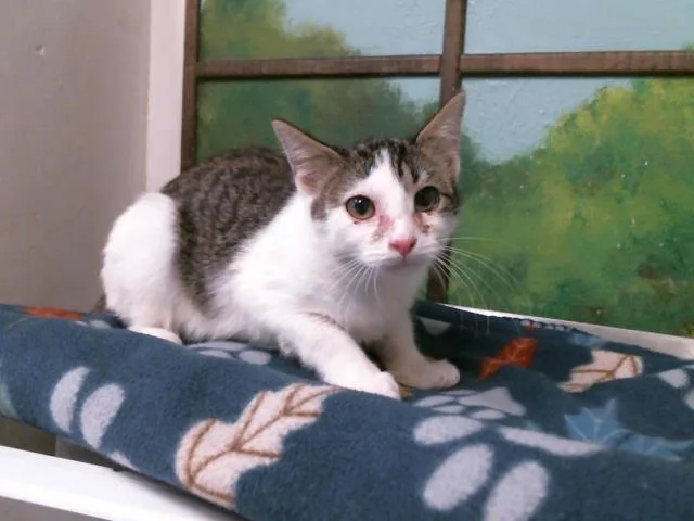A young small-sized female Domestic Short Hair cat named Cassie for adoption in Houston, TX