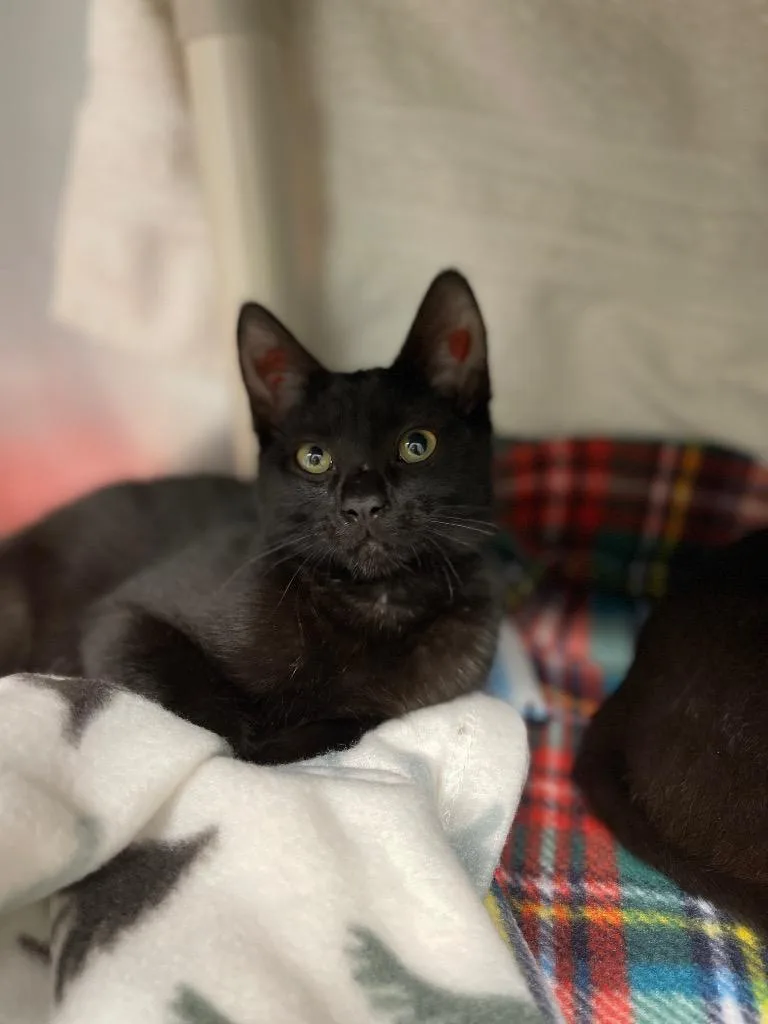 A baby small-sized female Domestic Short Hair cat named Lizzie for adoption in Grants Pass, OR