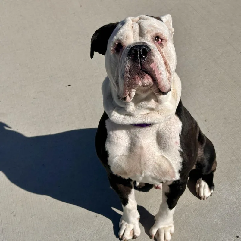 An adult large-sized male English Bulldog dog named Elephant Ear for adoption in Matteson, IL