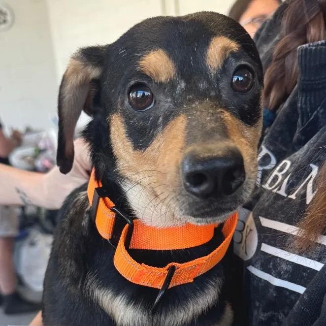 An adult small-sized male Black Mixed Breed dog named Berlin for adoption in Fredericksburg, VA