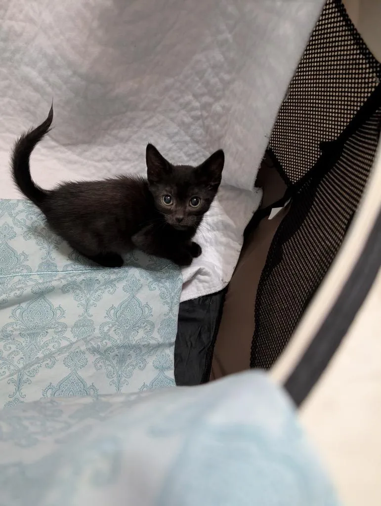 A baby large-sized male Domestic Short Hair cat named Cocoa for adoption in warrenville, SC