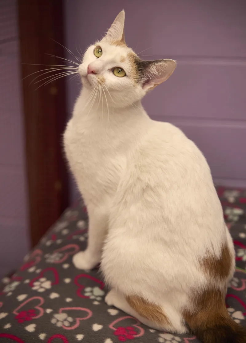A young medium-sized female Calico cat named Sunnie for adoption in Santa Barbara, CA