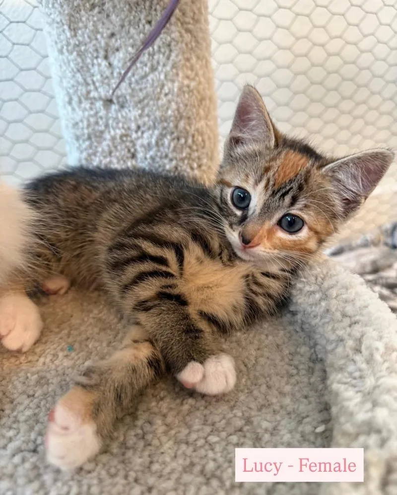 A baby medium-sized female Tabby cat named Lucy for adoption in San Antonio, TX