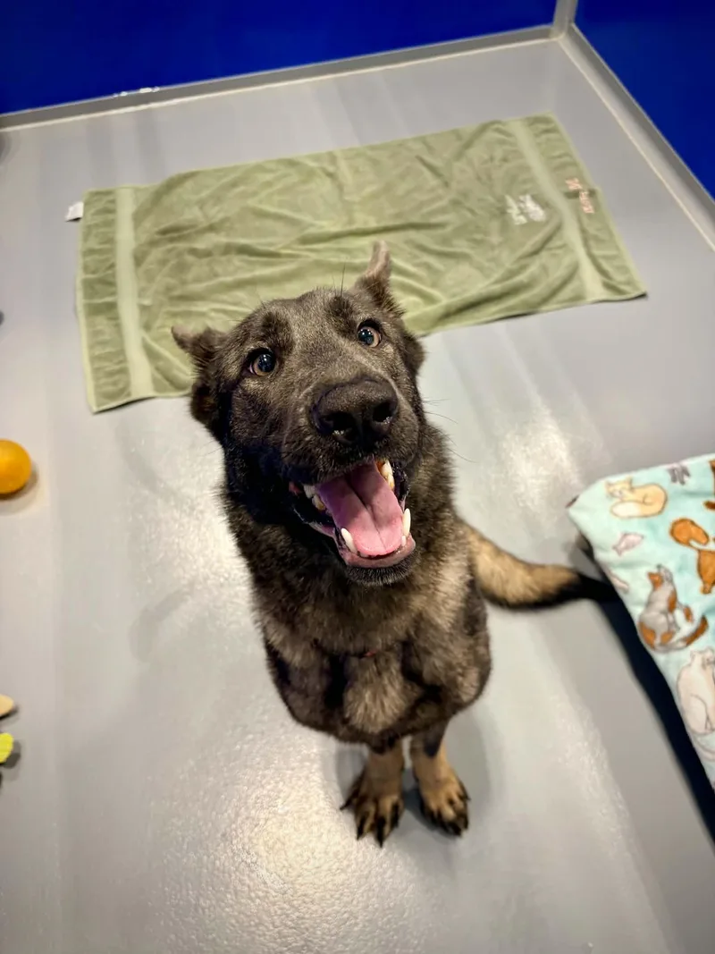 A young medium-sized female Sable Shepherd dog named Edith for adoption in Kalamazoo, MI