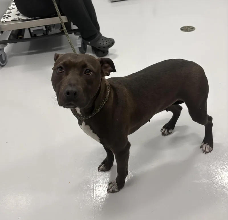 An adult medium-sized female Black Pit Bull Terrier dog named Fern for adoption in Kankakee, IL