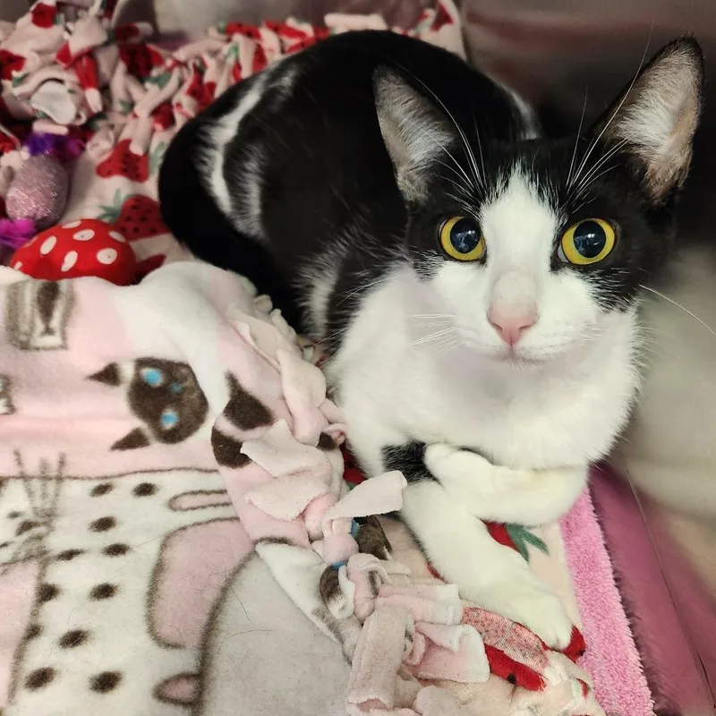 A young medium-sized female White Domestic Short Hair cat named Jennifer for adoption in Naples, FL
