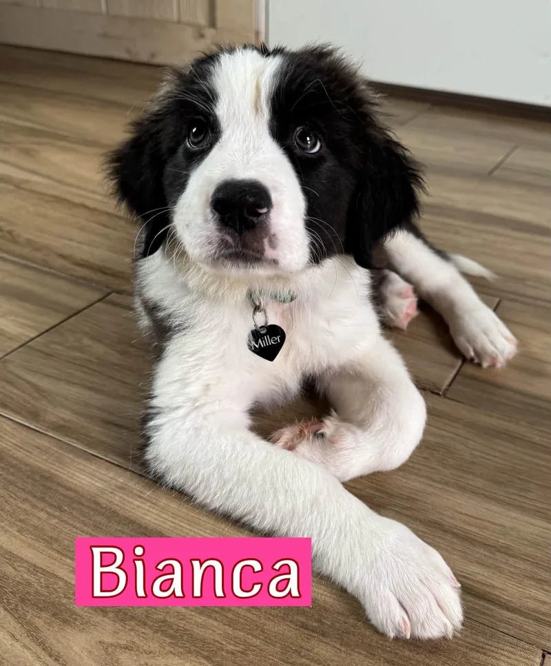 A baby medium-sized female Great Pyrenees dog named Bianca for adoption in Keller, TX