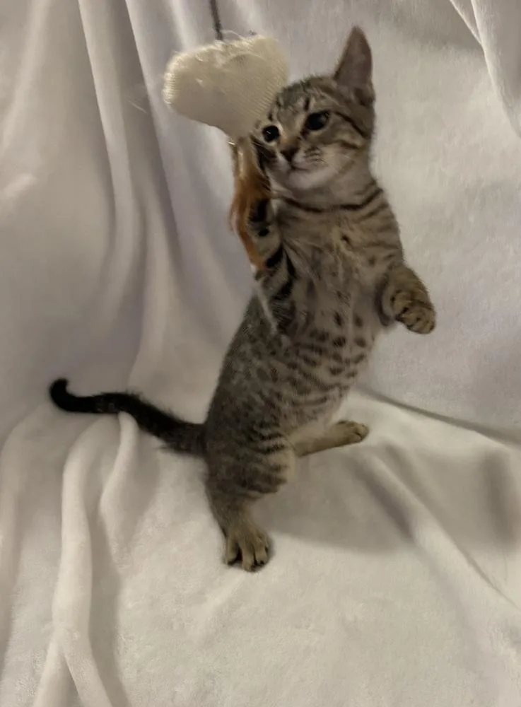 A baby small-sized male Domestic Short Hair cat named Zig WM for adoption in Greenville, SC
