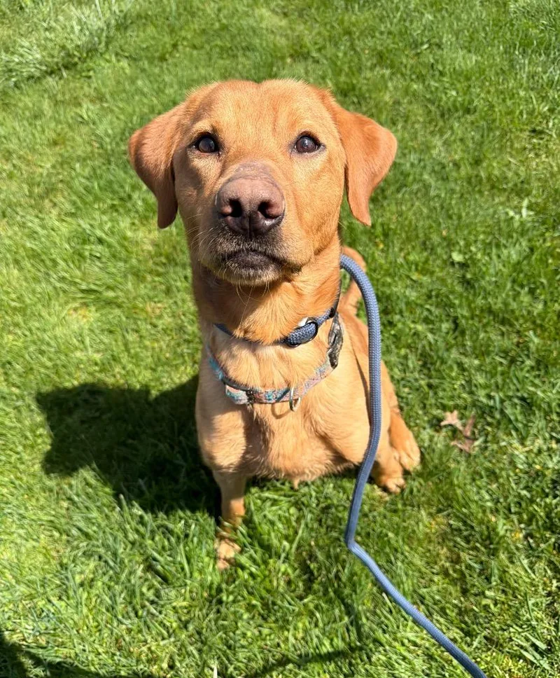 A young large-sized male Labrador Retriever dog named Cheezit for adoption in Pierceton, IN