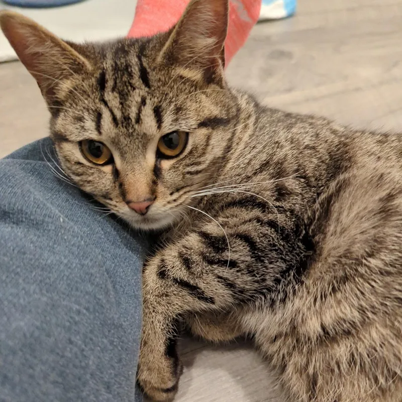 An adult medium-sized female Tabby (Gray / Blue / Silver) Domestic Short Hair cat named Blynken for adoption in Rossville, TN