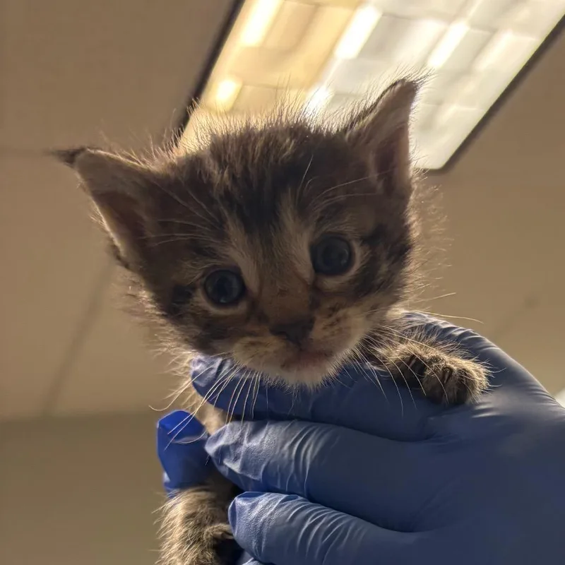 A baby small-sized female Brown / Chocolate Domestic Short Hair cat named Orion for adoption in Birdsboro, PA