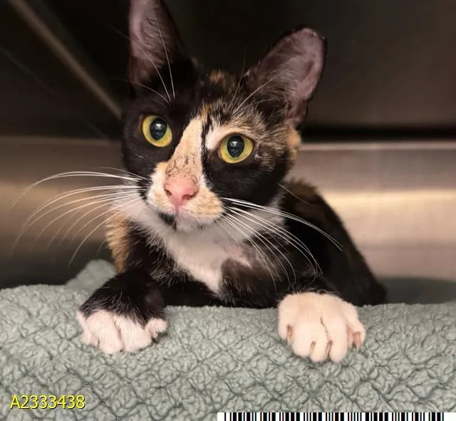 A young small-sized female Domestic Short Hair cat named Itsy Bitsy for adoption in West Palm Beach, FL