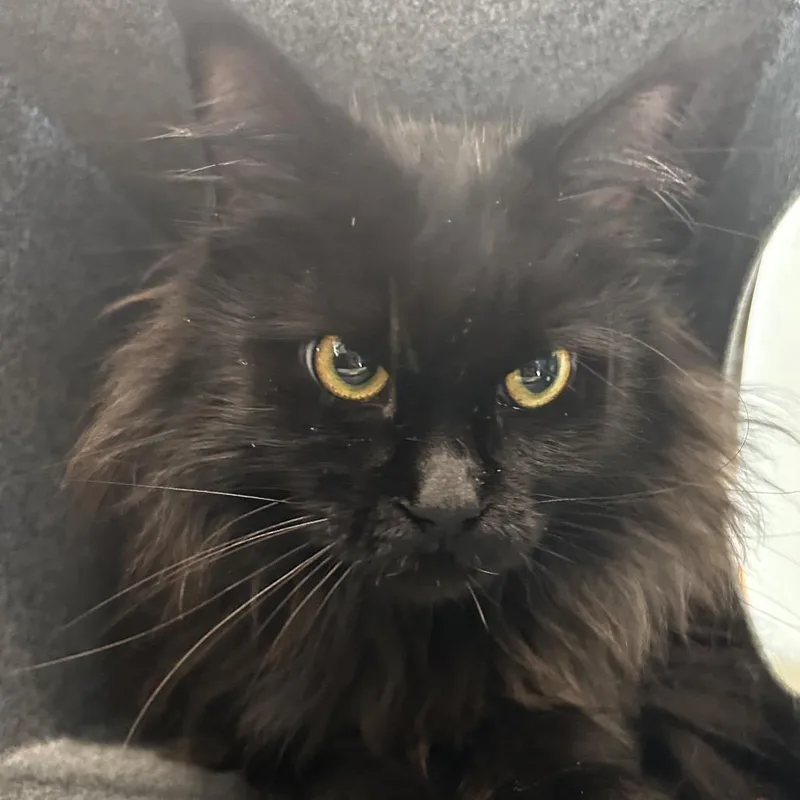 An adult small-sized female Black Maine Coon cat named Fortune for adoption in League City, TX