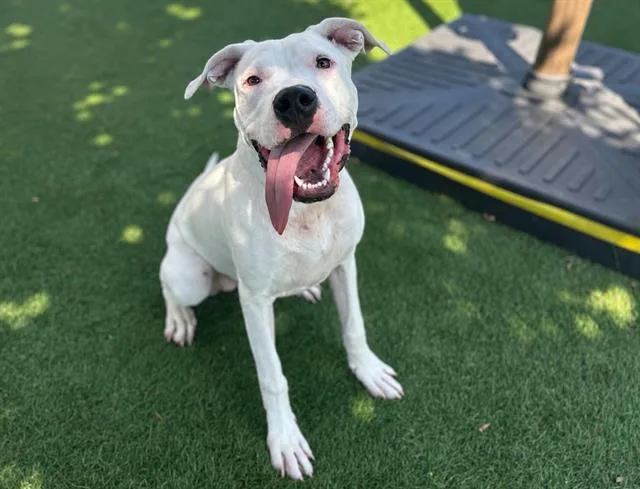 A young large-sized female Dogo Argentino dog named Cali for adoption in Santa Clara, CA
