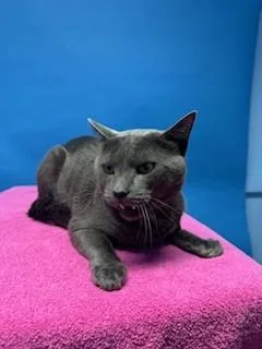 An adult medium-sized male Domestic Short Hair cat named Gizmo for adoption in Gardena, CA