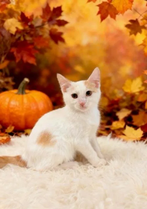 A baby small-sized male Domestic Short Hair cat named Eugene for adoption in Tehachapi, CA