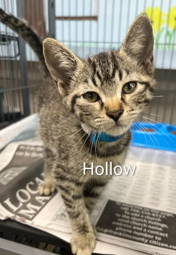 A baby small-sized male Domestic Short Hair cat named Hollow for adoption in Lavonia, GA
