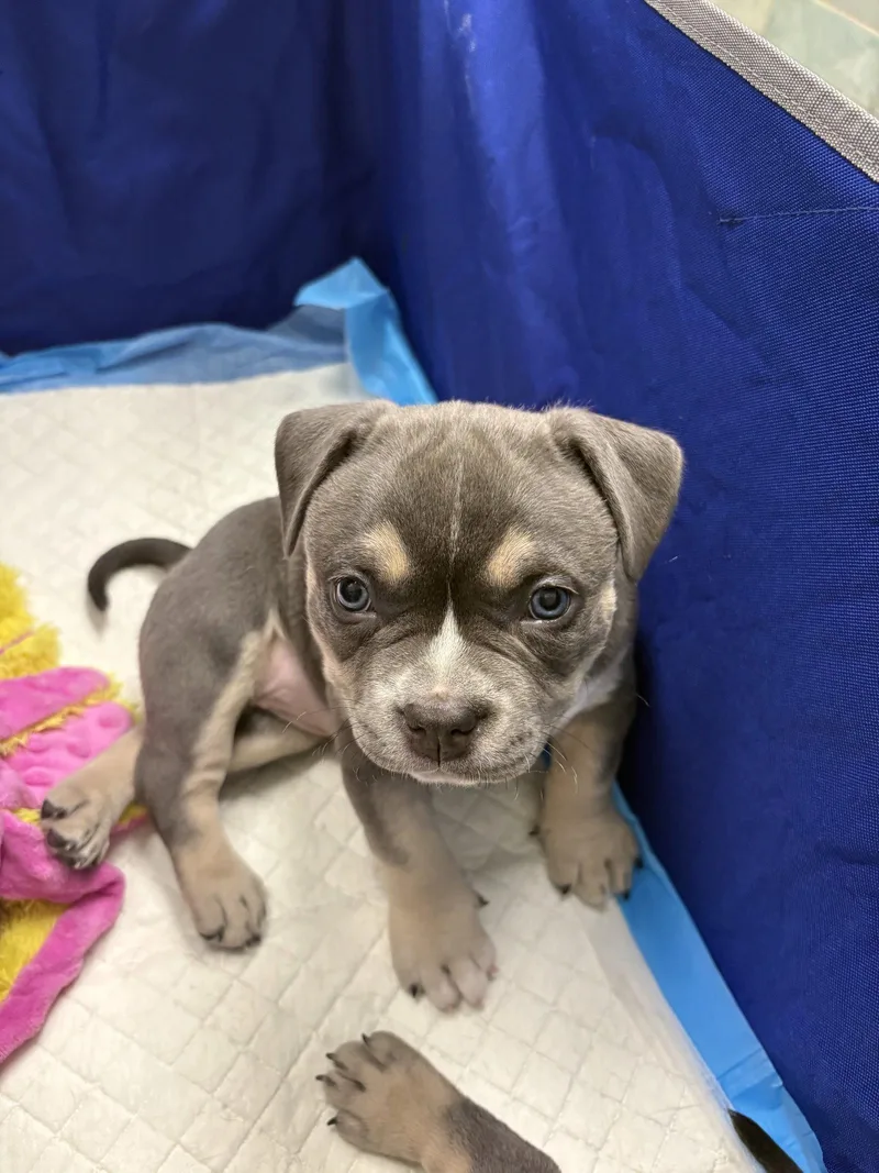 A baby medium-sized female Pit Bull Terrier dog named Gv Litter Shuri for adoption in Livonia, MI