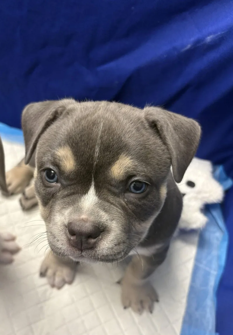 Gv Litter Shuri thumbnail 2