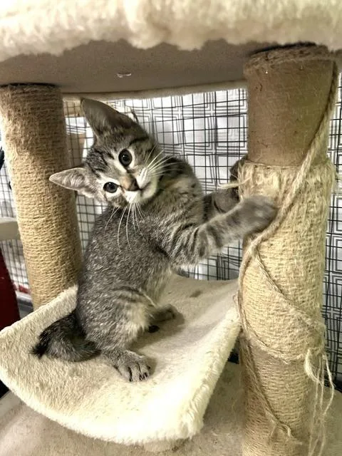A baby small-sized female Tabby (Brown / Chocolate) Domestic Short Hair cat named Autumn Fern for adoption in Muskegon, MI