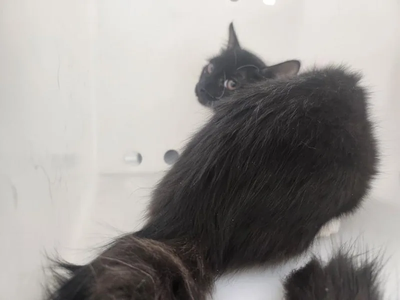 A baby small-sized female Domestic Short Hair cat named Collette for adoption in Santa Fe, NM