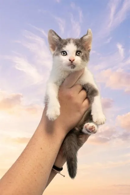 A baby small-sized male Domestic Short Hair cat named Wyatt for adoption in Belleville, IL