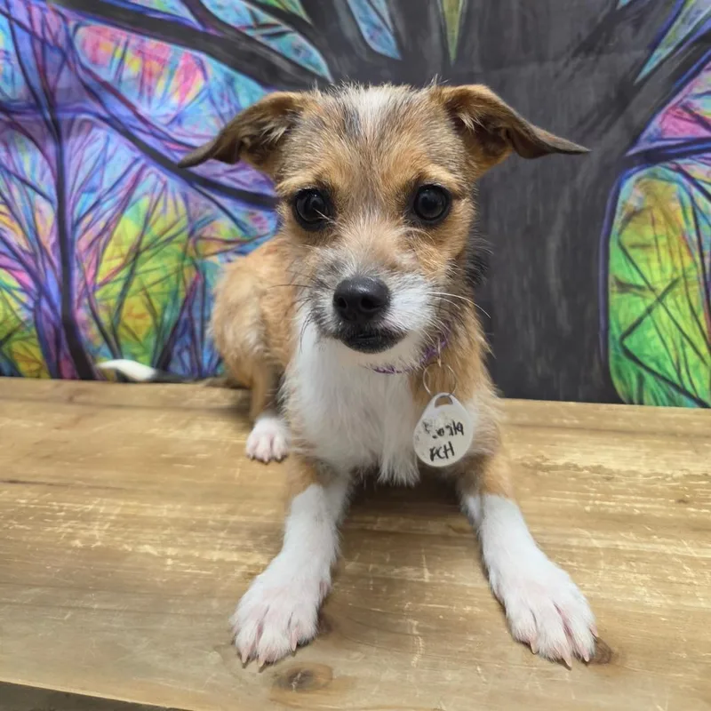 A young small-sized female Yellow / Tan / Blond / Fawn Chihuahua dog named Juanita for adoption in Normal, IL