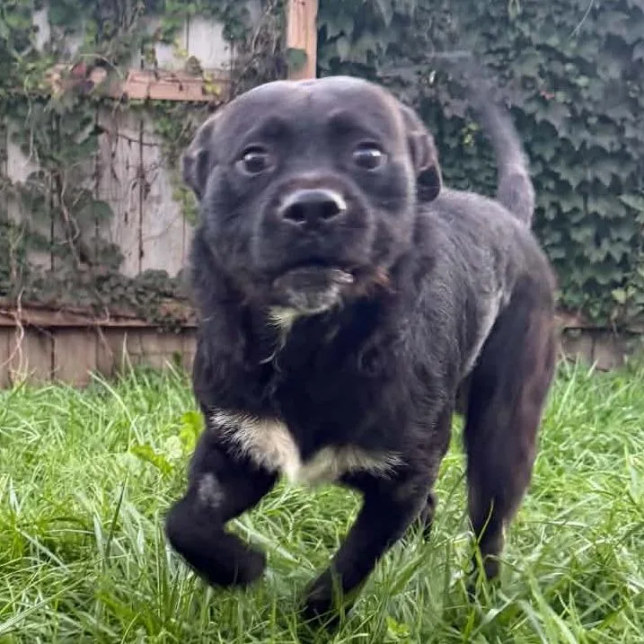 An adult medium-sized male Black Mixed Breed dog named Pickles for adoption in DeKalb, IL