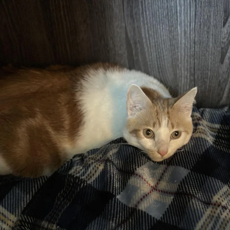 Buster thumbnail 2