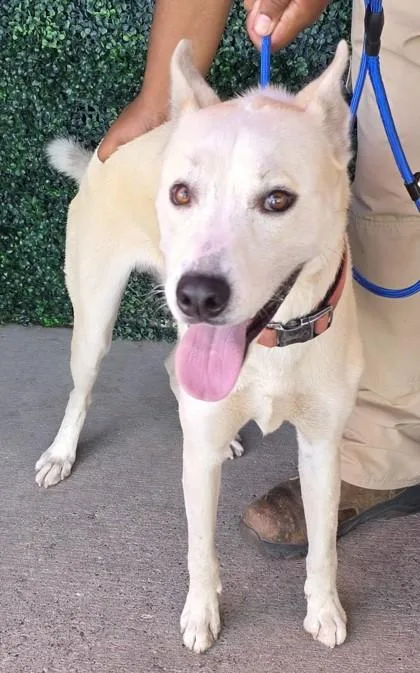 An adult small-sized male White / Cream Husky dog named Kovu for adoption in El Paso, TX