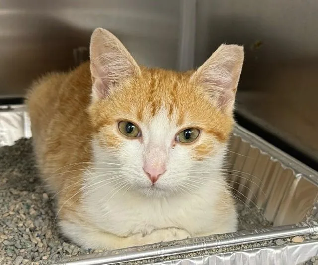 A baby small-sized male Domestic Short Hair cat named Cheese for adoption in Naples, FL